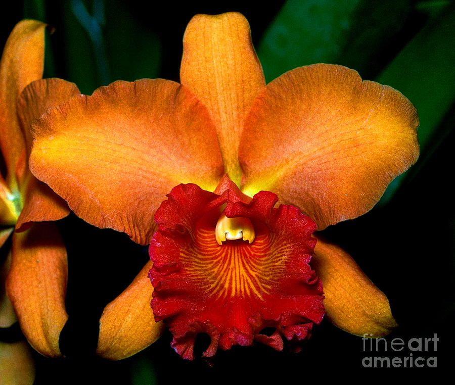 Orchid 6 Photograph by Terry Elniski