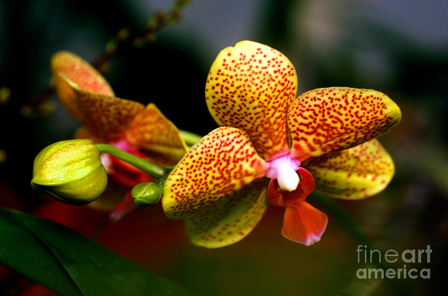 Orchid 60 Photograph by Terry Elniski