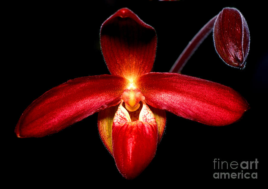 Orchid 63 Photograph by Terry Elniski