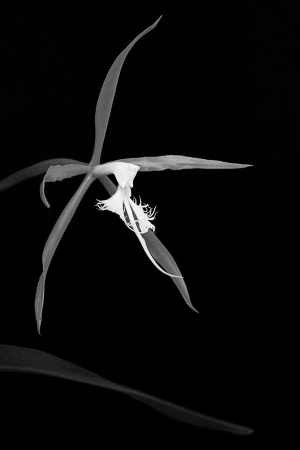 Orchid-7- St Lucia Photograph by Chester Williams