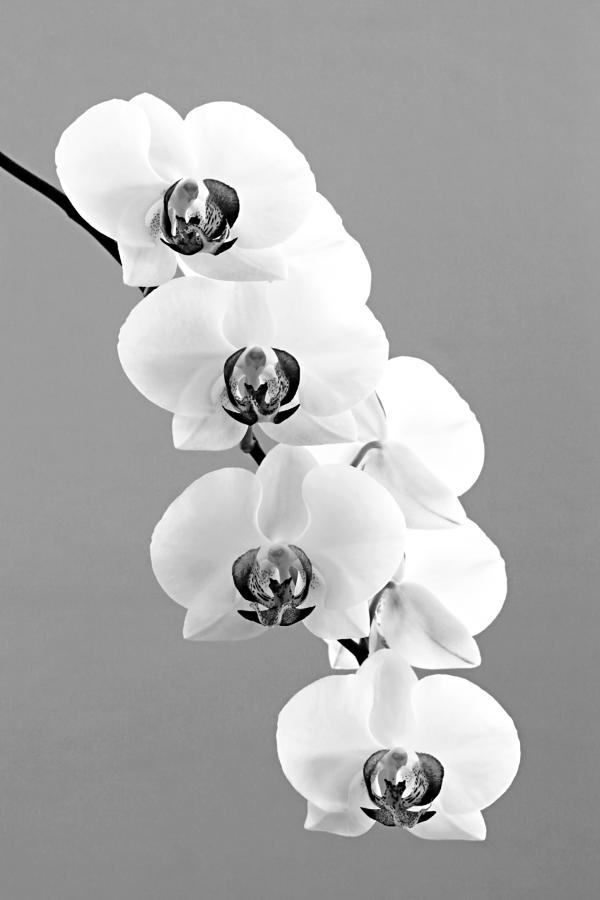 Orchid-8- St Lucia Photograph by Chester Williams