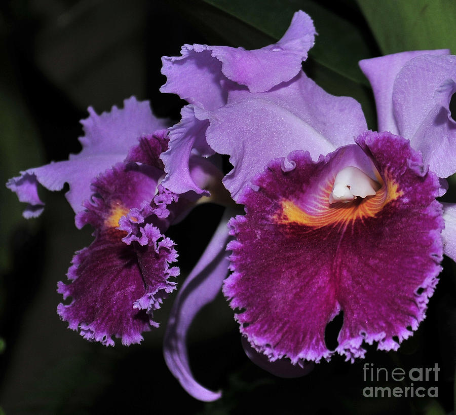 Orchid Photograph - orchid 892 Cattleya Lavender Valentine by Terri Winkler