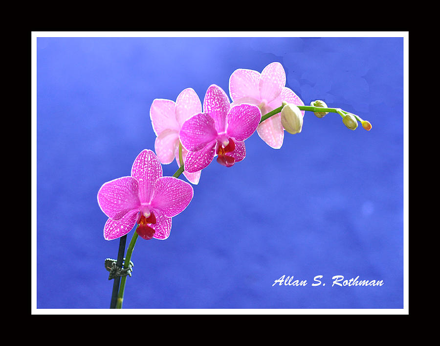 Orchid 9 Photograph by Allan Rothman