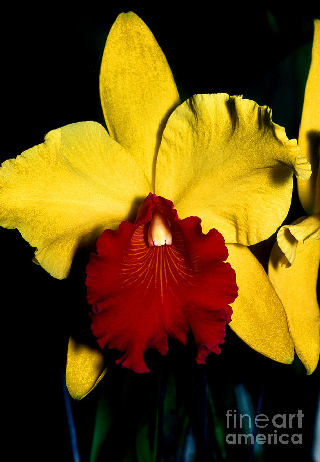 Orchid 9 Photograph by Terry Elniski