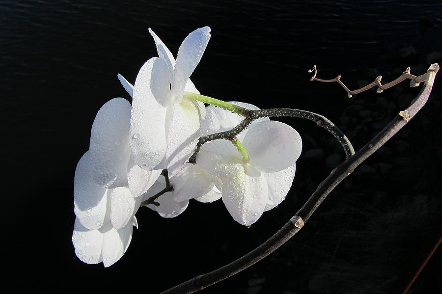 Orchid Above River Photograph by Steven A Bash