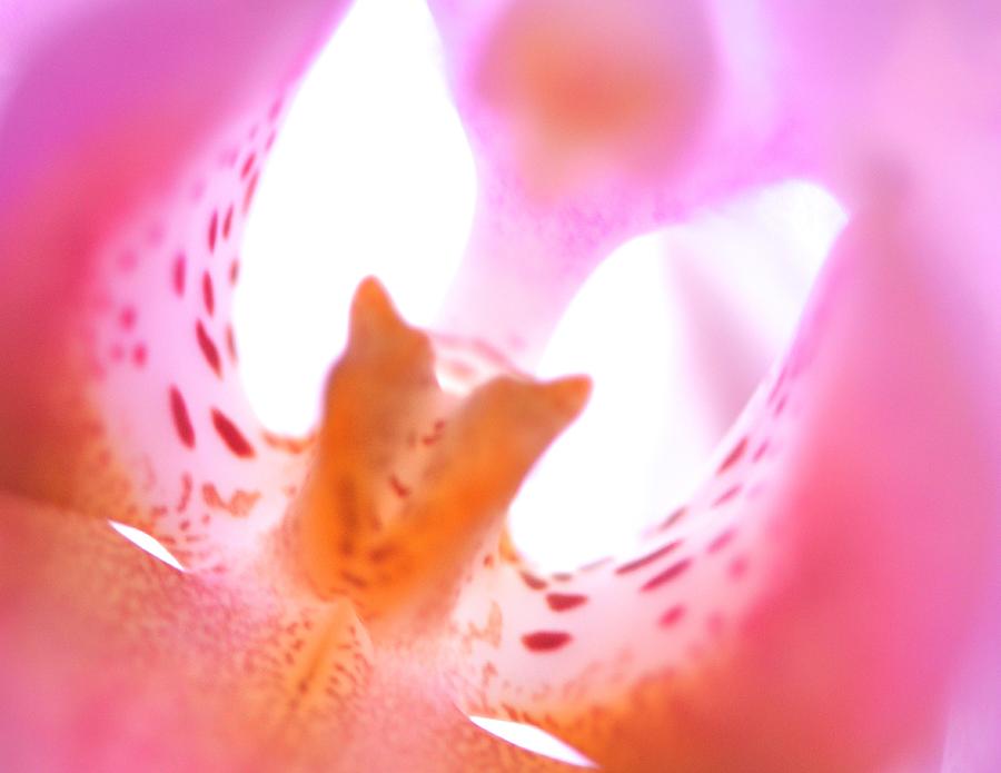 Orchid Abstract Photograph by Catherine Murton