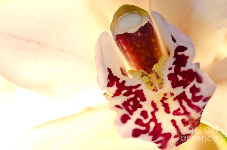 Orchid Photograph - Orchid by Alysha Thompson