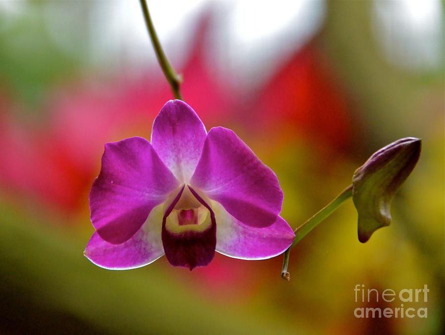 Orchid and Bud Photograph by Carol  Bradley