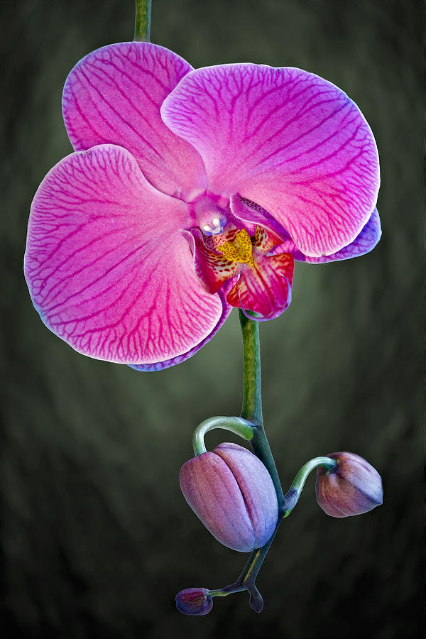 Orchid Photograph - Orchid and Buds by Susan Candelario