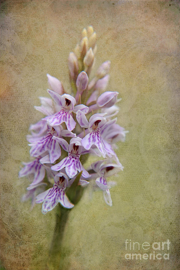 Orchid and Lace Photograph by Carole Lloyd