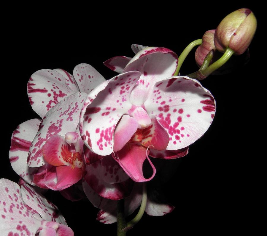 Orchid beauties  Photograph by Kim Galluzzo Wozniak