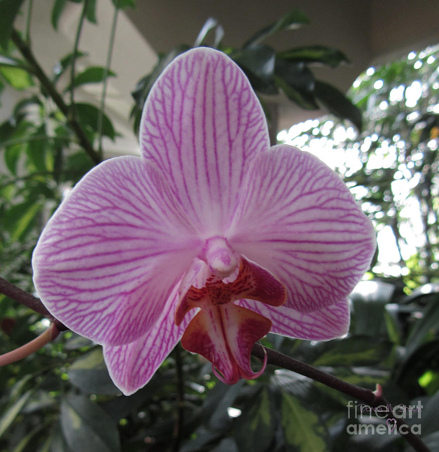 Orchid Beauty Photograph by Donna Brown