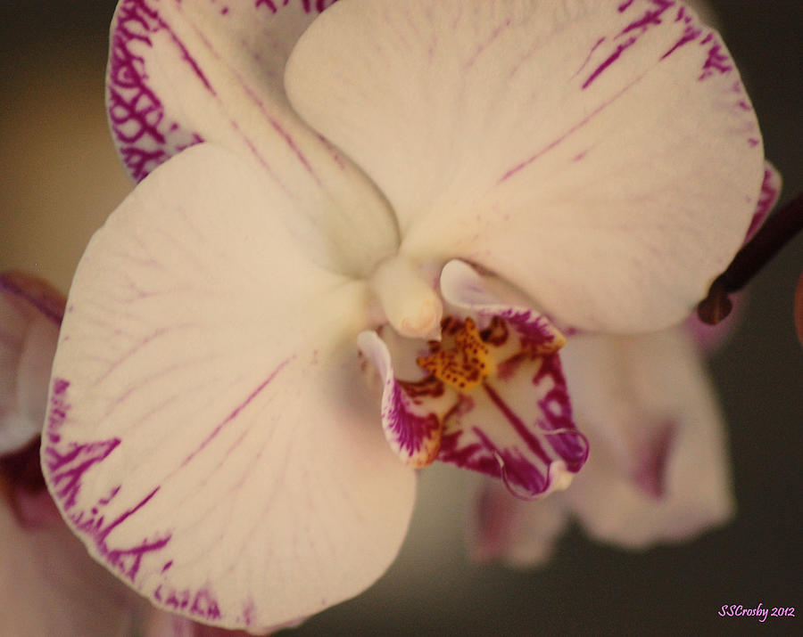 Orchid Beauty Photograph by Susan Stevens Crosby