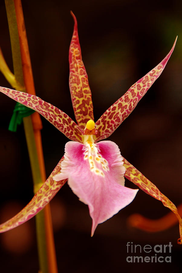 Orchid Beauty Photograph by Susanne Van Hulst