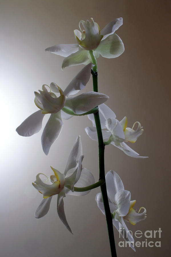 Orchid Bloom Photograph by Balanced Art