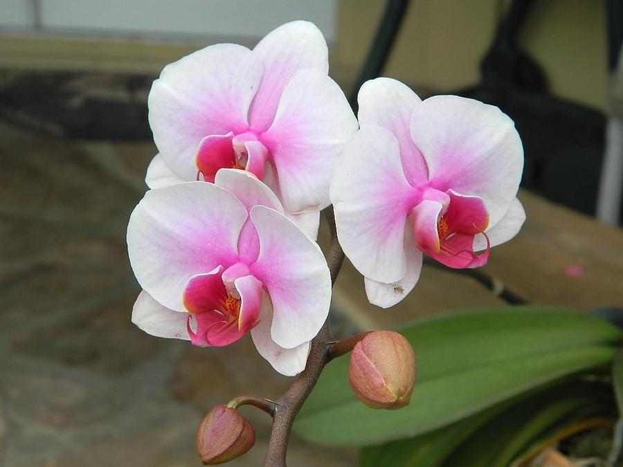 Orchid Blooming Photograph by Val Oconnor