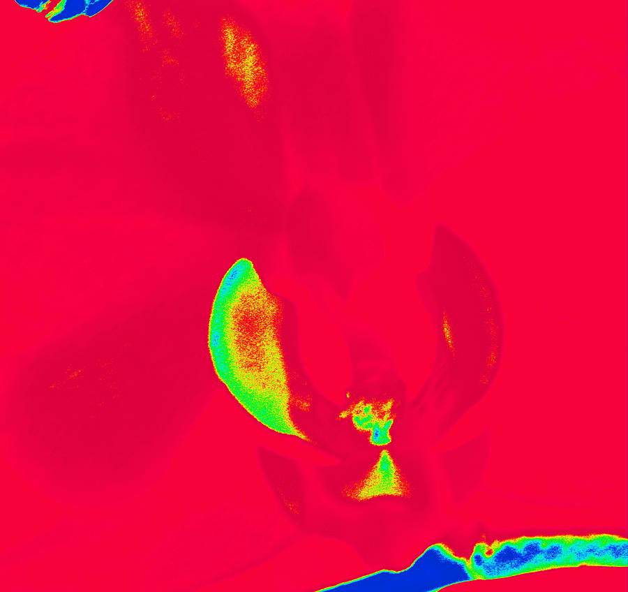 Orchid Bold Abstract Photograph by Kim Galluzzo