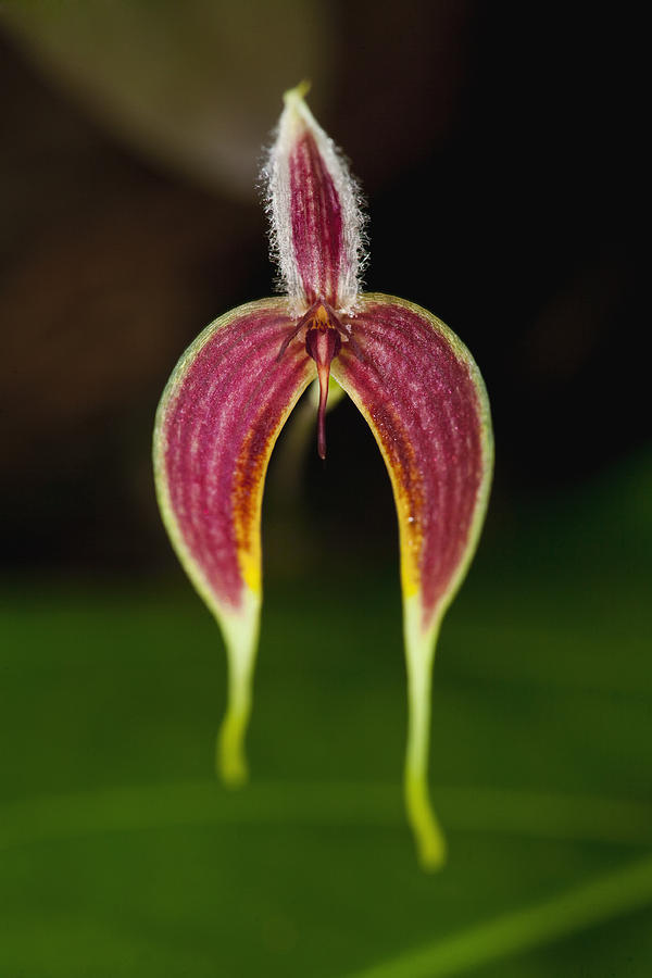 Orchid Bulbophyllum Blumei Flower Photograph by Christian Ziegler