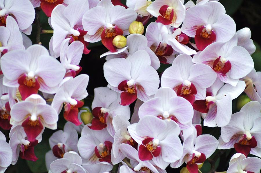 Orchid bunch Photograph by William Hensler - Fine Art America