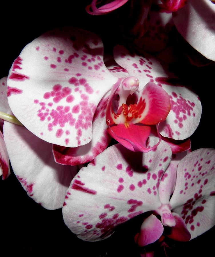 Orchid Bursting In Bloom Photograph by Kim Galluzzo