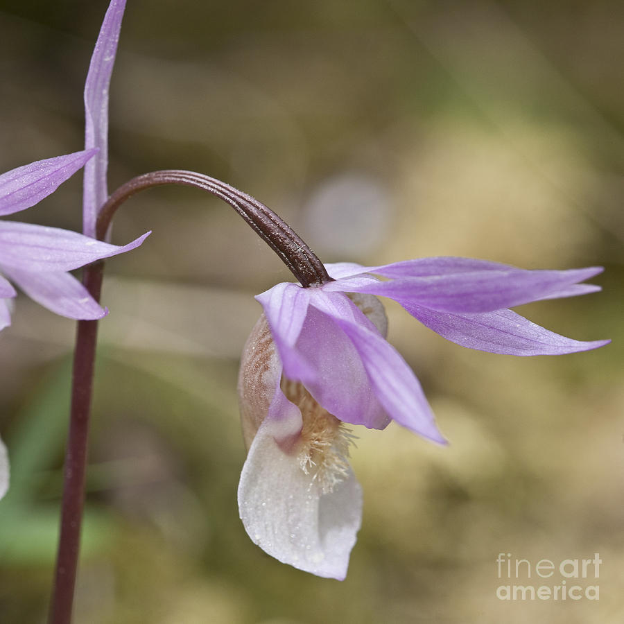 Orchid Calypso bulbosa - 1 Photograph by Heiko Koehrer-Wagner