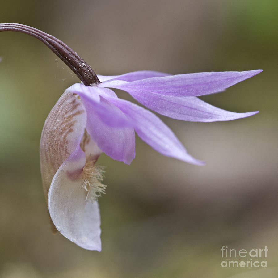 Orchid Calypso bulbosa - 2 - Finland Photograph by Heiko Koehrer-Wagner