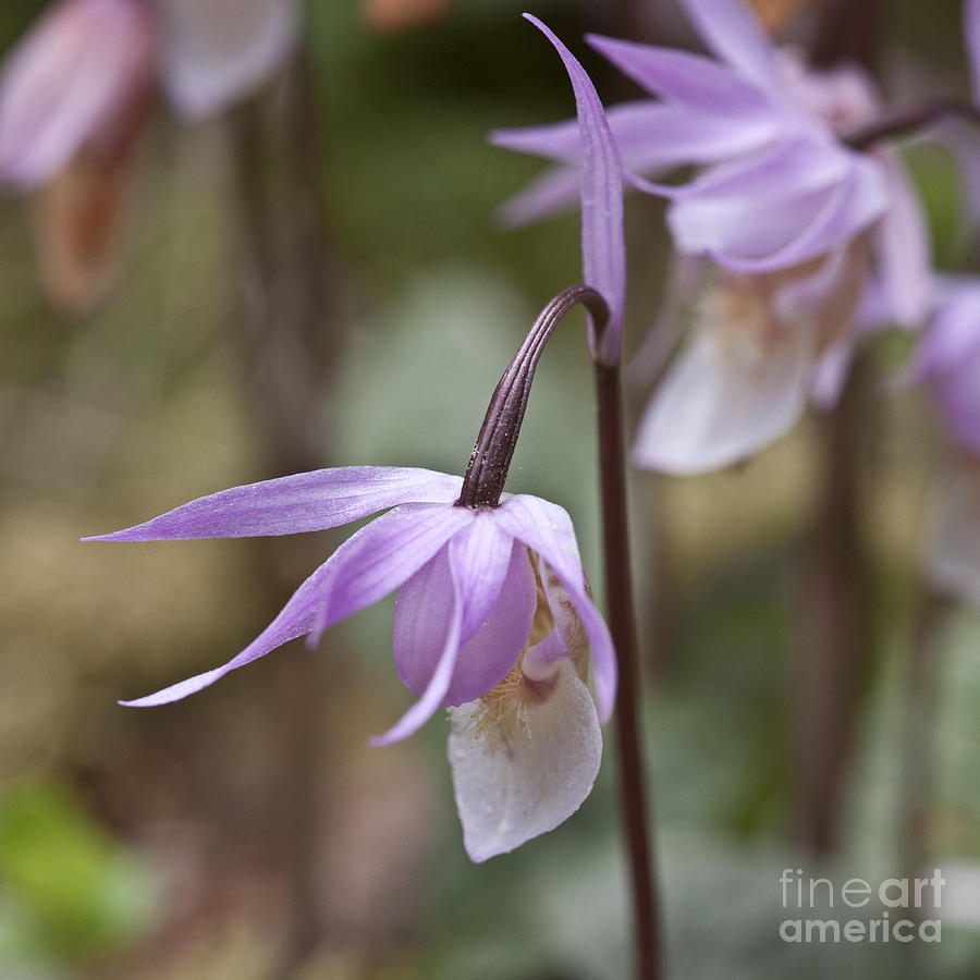 Orchid Calypso bulbosa - 4 - Finland Photograph by Heiko Koehrer-Wagner