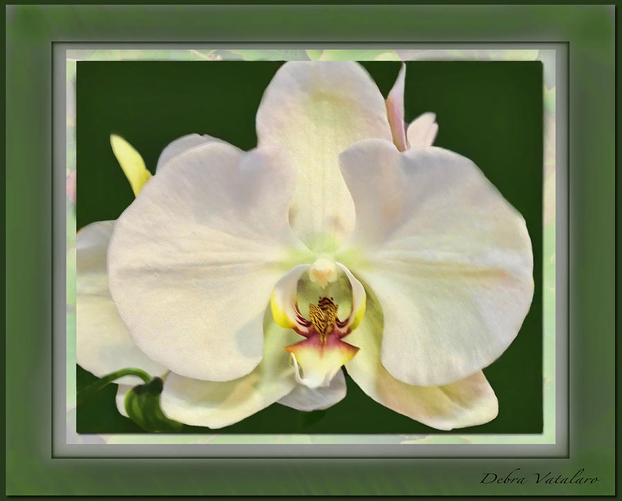 White Orchid Photograph - Orchid Captive  by Debra     Vatalaro
