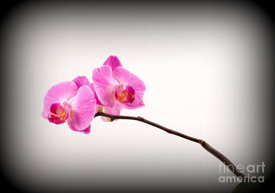 Orchid Photograph - Orchid by Catherine Lau