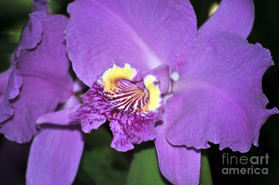 Orchid Photograph - Cattleya Luedemanniana Don Luis by Terri Winkler