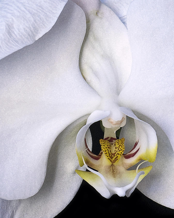 Orchid Close-up Photograph by Betty Eich