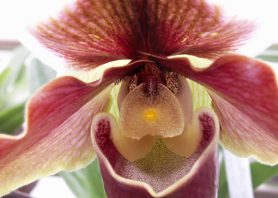 Orchid Interior Photograph by Nancy Griswold