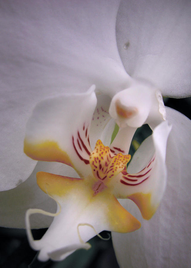 Orchid Close Up Two Photograph by Nancy Griswold