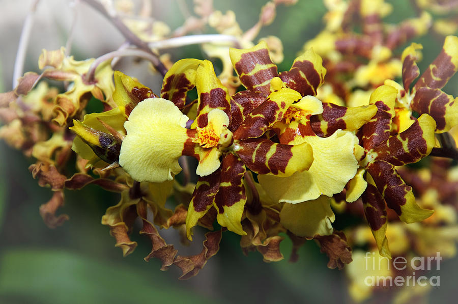 Flower Photograph - Orchid Cluster by Andee Design