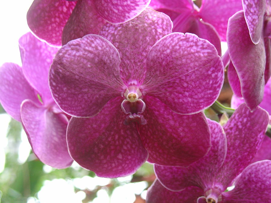 Orchid Cluster Photograph by Charles and Melisa Morrison