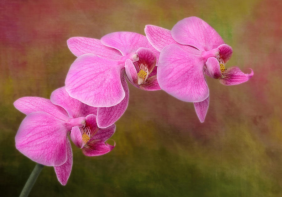 Orchid Cluster Photograph by Susan Candelario