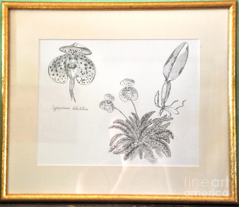 Orchid Cypripedium Belletulum Drawing by Sylvie Leandre