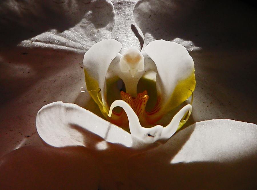 Orchid Photograph by Daniele Smith
