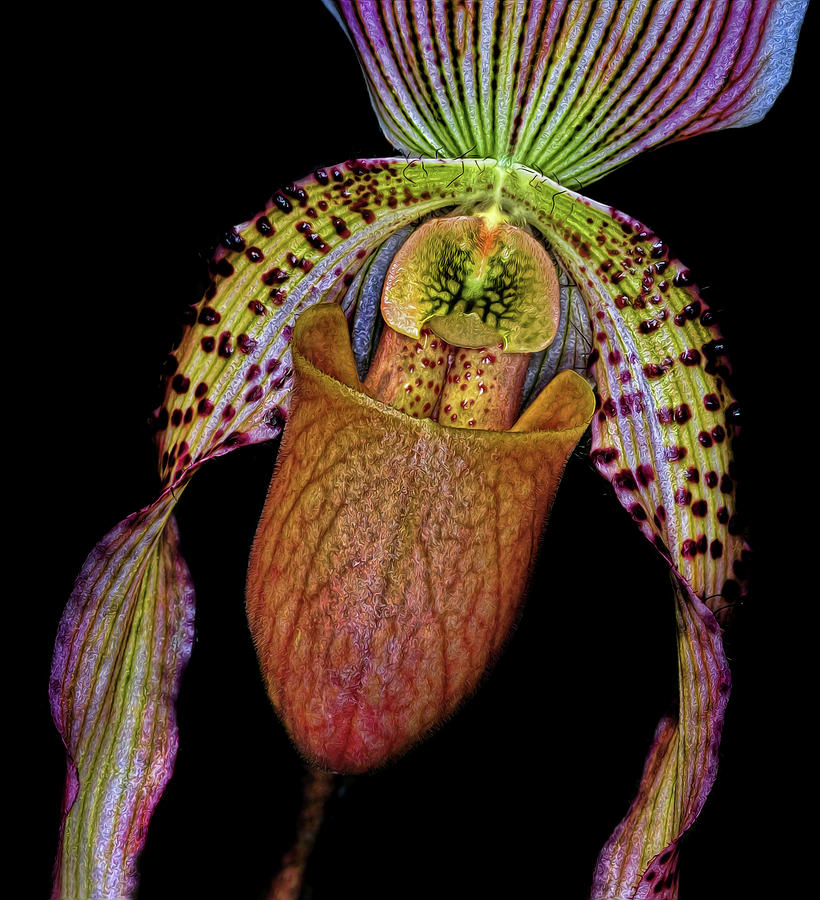 Orchid Photograph by Dave Mills