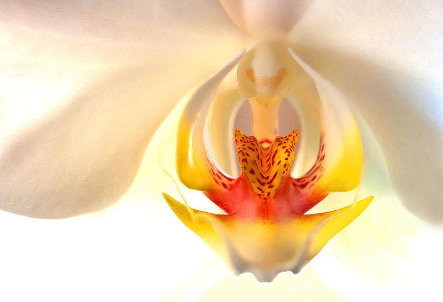 Orchid Photograph by Don Durfee