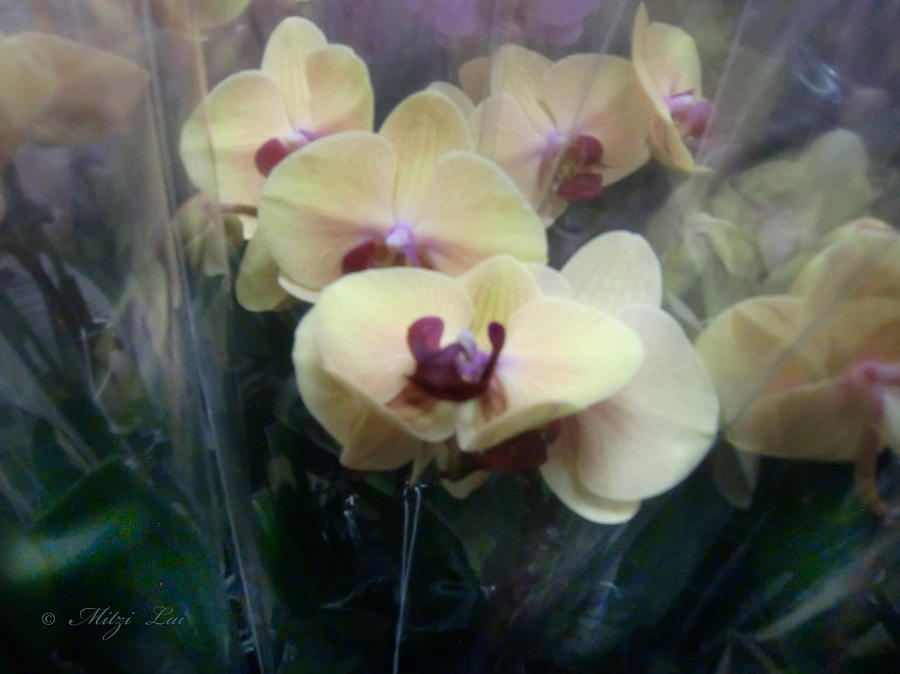 Orchid Painting - Orchid Dream Three by Mitzi Lai