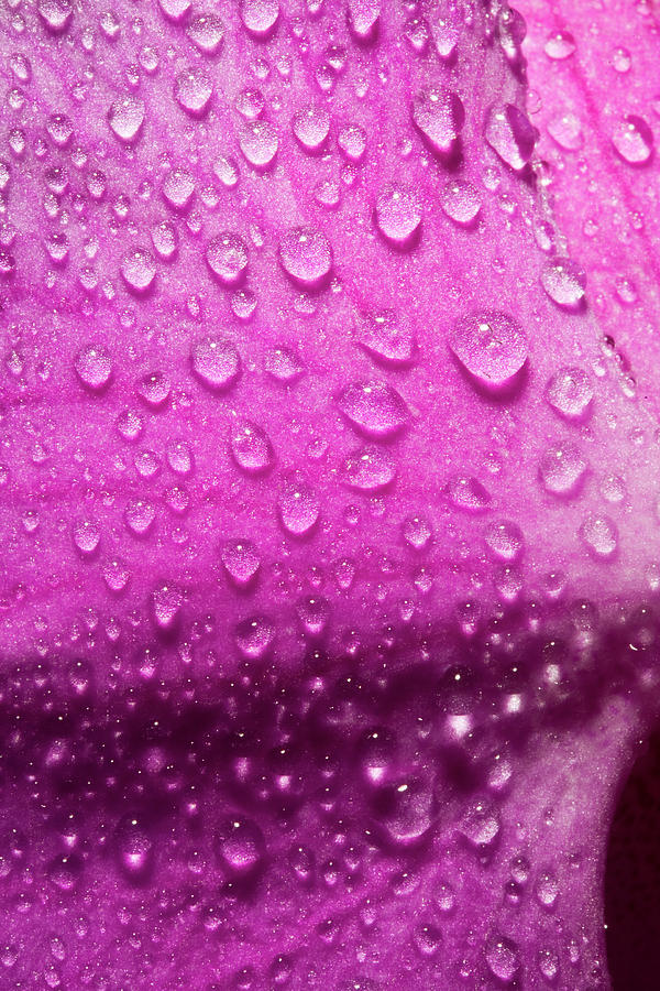 Orchid Droplets  Photograph by Nick  Shirghio