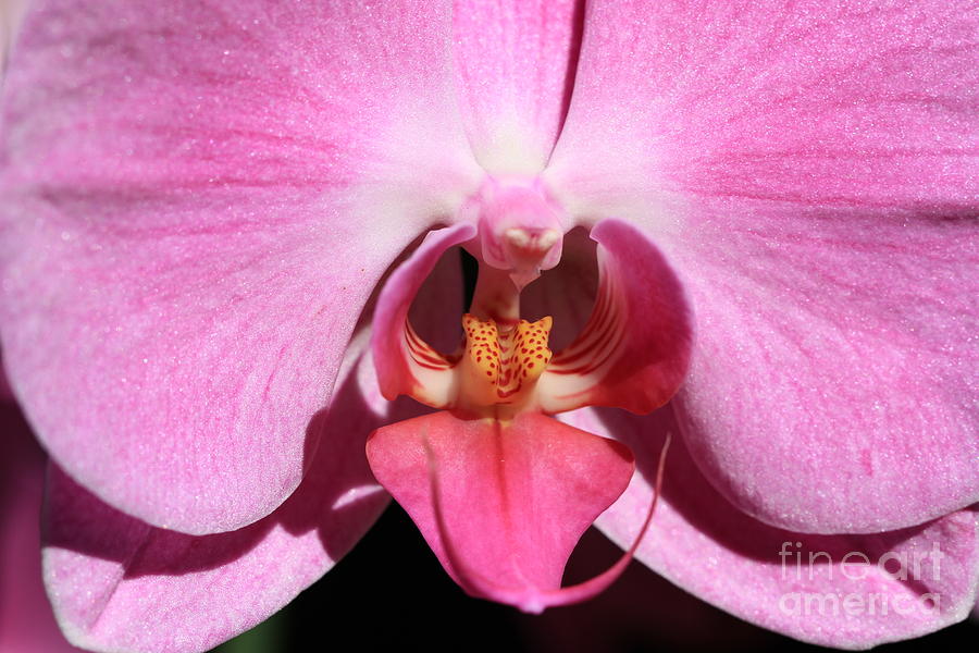 Orchid Photograph by Edward R Wisell