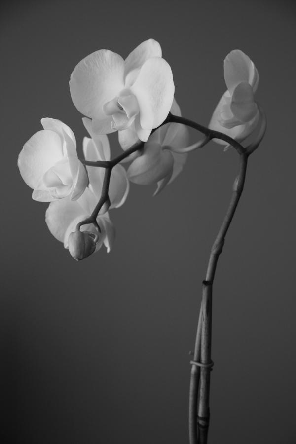 Orchid Photograph by Ellery Russell