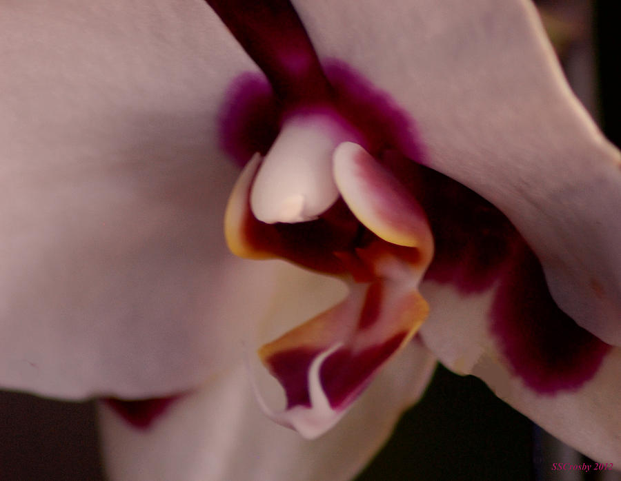 Orchid Face Photograph by Susan Stevens Crosby