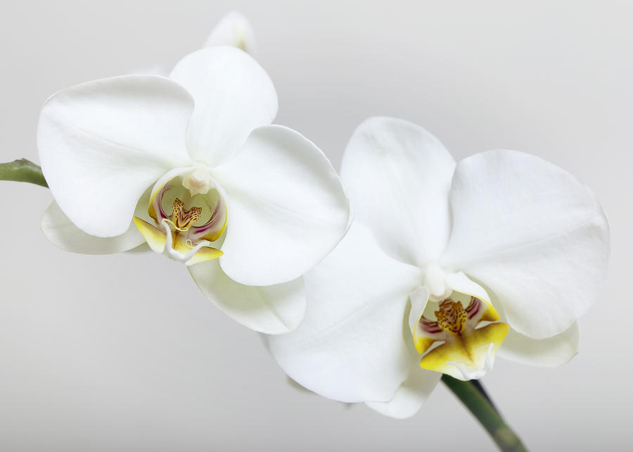 Orchid Photograph by Falko Follert