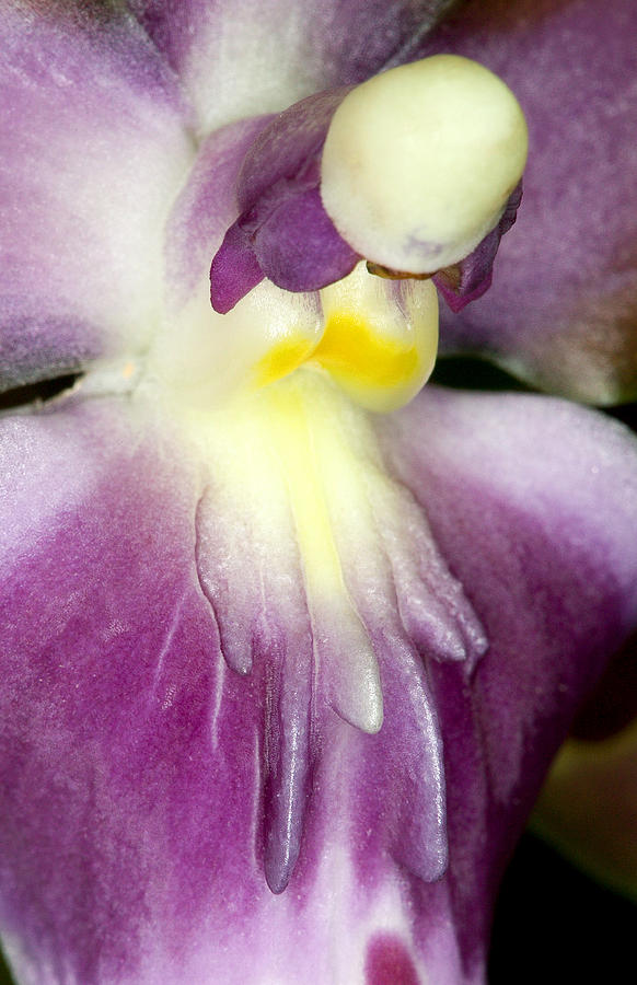 Orchid Flower Bloom Photograph by C Ribet