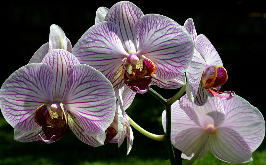 Orchid Flower Blooms Photograph by C Ribet