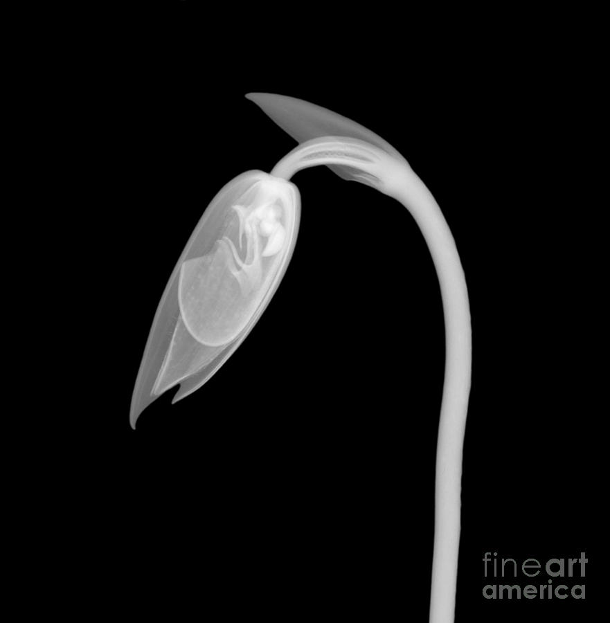 Orchid Flower Bud X-ray Photograph by Ted Kinsman