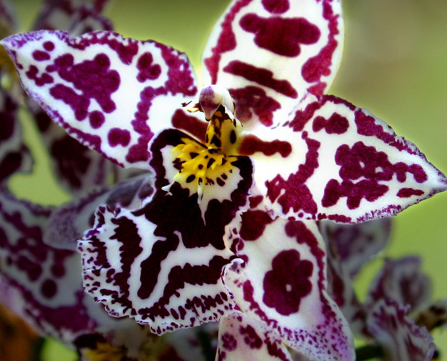 Orchid Flower Photograph by C Ribet